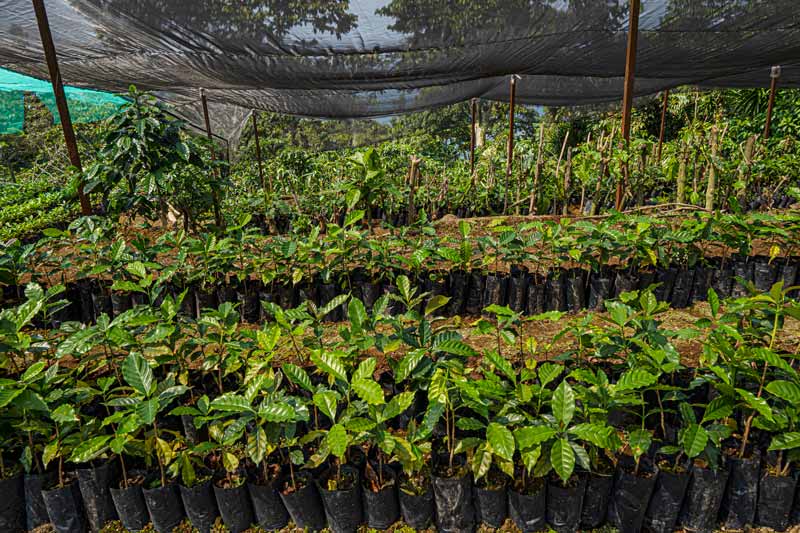 alianzas internacionales plantio