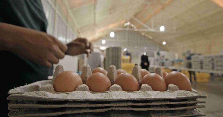 Aires de Campo apoya la regulación de la industria del huevo