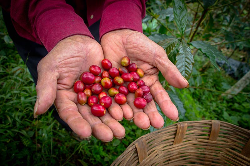 libro tacaná gustavo perez