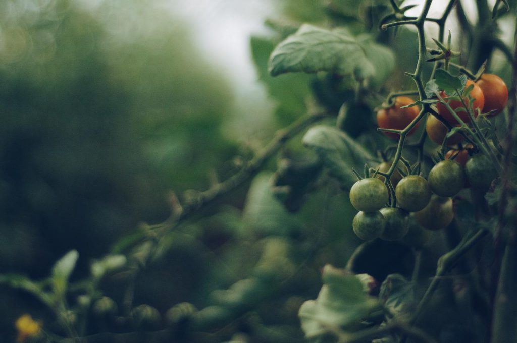 qué son las plantas resilientes