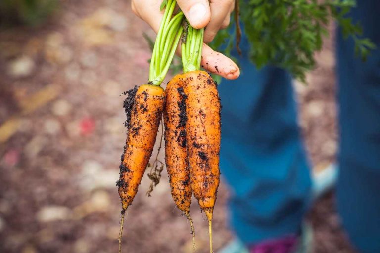 Seguridad alimentaria en riesgo debido al cambio climático: 74%