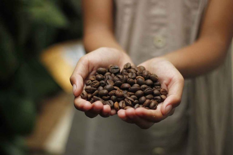 La fuerza del café y su impacto en el sureste de México