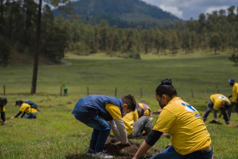 Enverdece Fundación Coppel 7 estados de la República Mexicana con ciclo de reforestaciones