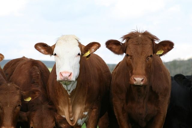 dejar-de-comer-carne-para-mitigar-cambio-climático-