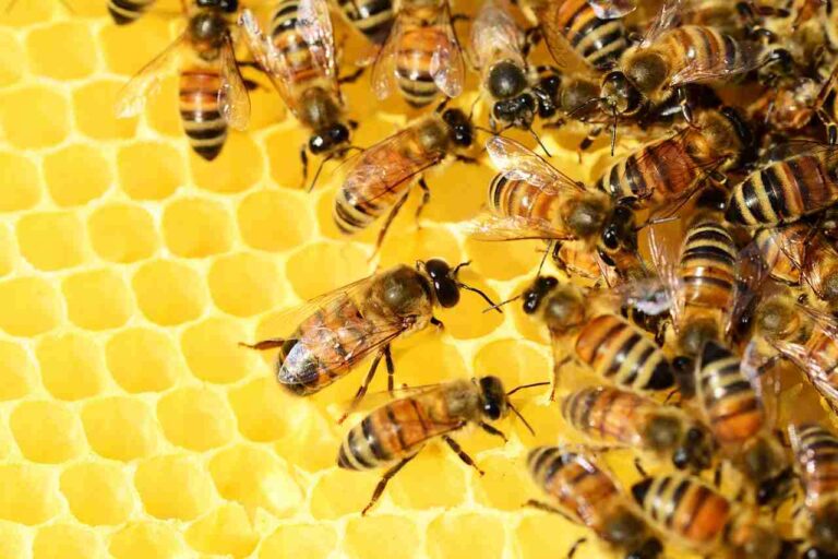 La primera miel vegana; ¿una respuesta sostenible?