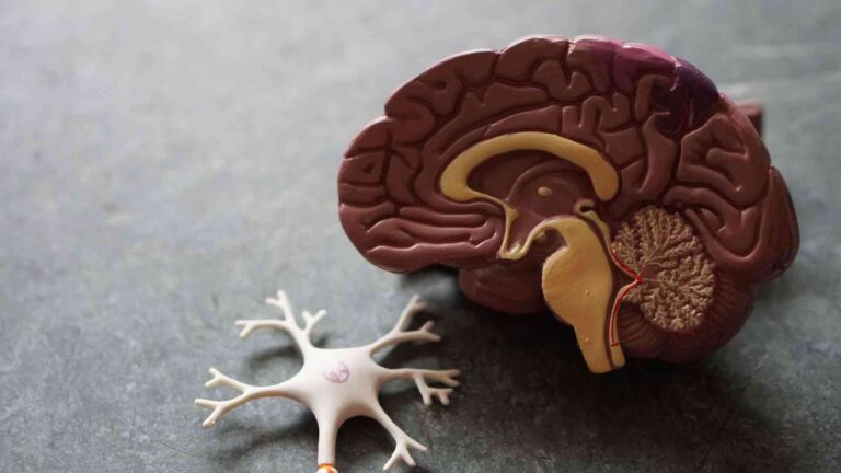 Estrés laboral; una de las principales causas del envejecimiento cerebral
