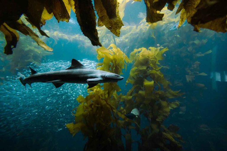 Bosques submarinos… ¿podrían ayudar a afrontar la crisis climática?