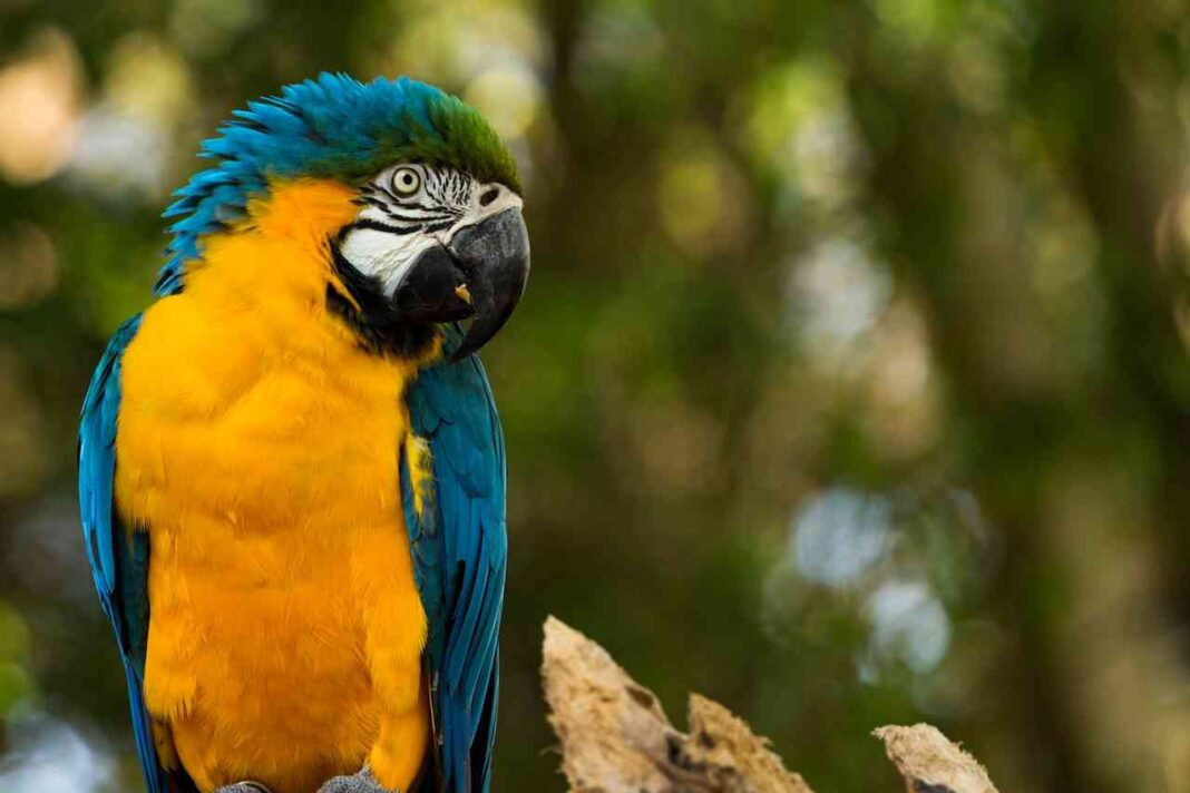 fortalecer acción climática en Brasil