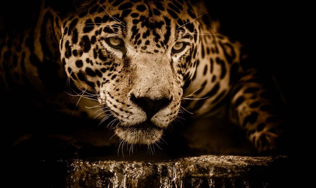 protección del jaguar