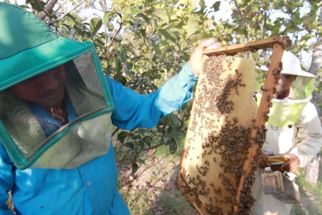 Miel artesanal mexicana