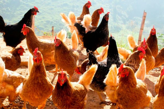 ¡Regulación a huevo! Mercy for Animals expone la cruda realidad de la industria de huevos