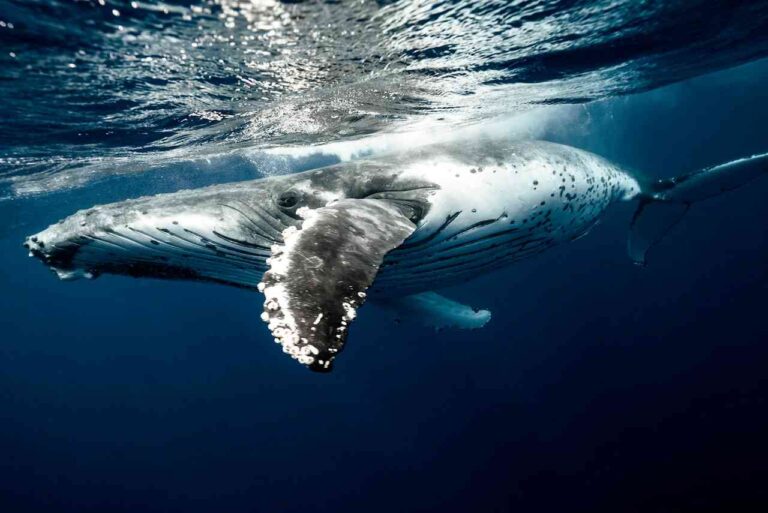 El Océano Pacífico Oriental, una ruta central para las ballenas, requiere protección urgente