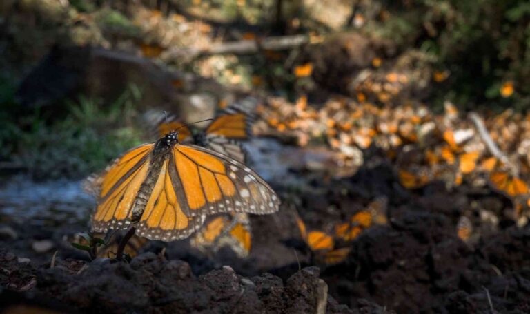 Disminuye 22% la presencia de mariposas Monarca en los bosques de hibernación de Michoacán y el Estado de México