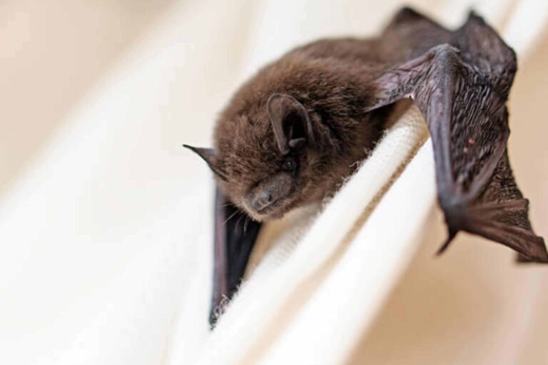 100 expertos y docenas de organizaciones están de acuerdo: ¡Los murciélagos necesitan tu ayuda hoy!