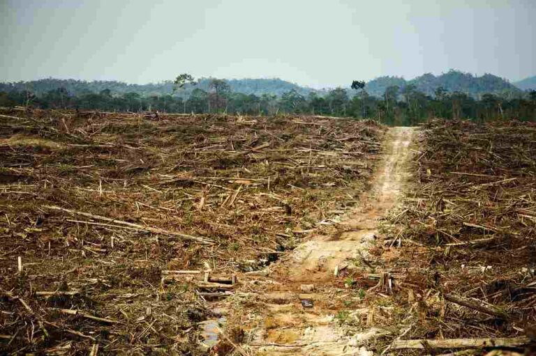 Cargill vinculado a deforestación y violaciones de derechos humanos