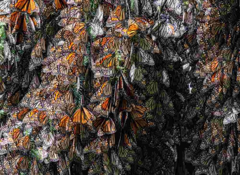 Organización mexicana presenta iniciativa intersectorial para restaurar la Reserva de la Biosfera Mariposa Monarca 