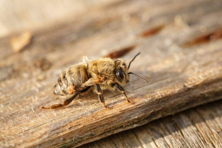 Protege Tío Nacho a más de un millón de abejas en favor del medio ambiente en América Latina