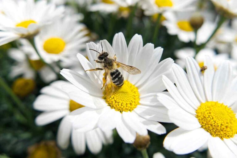 ¿Qué es bee-washing y por qué es importante abordarlo?