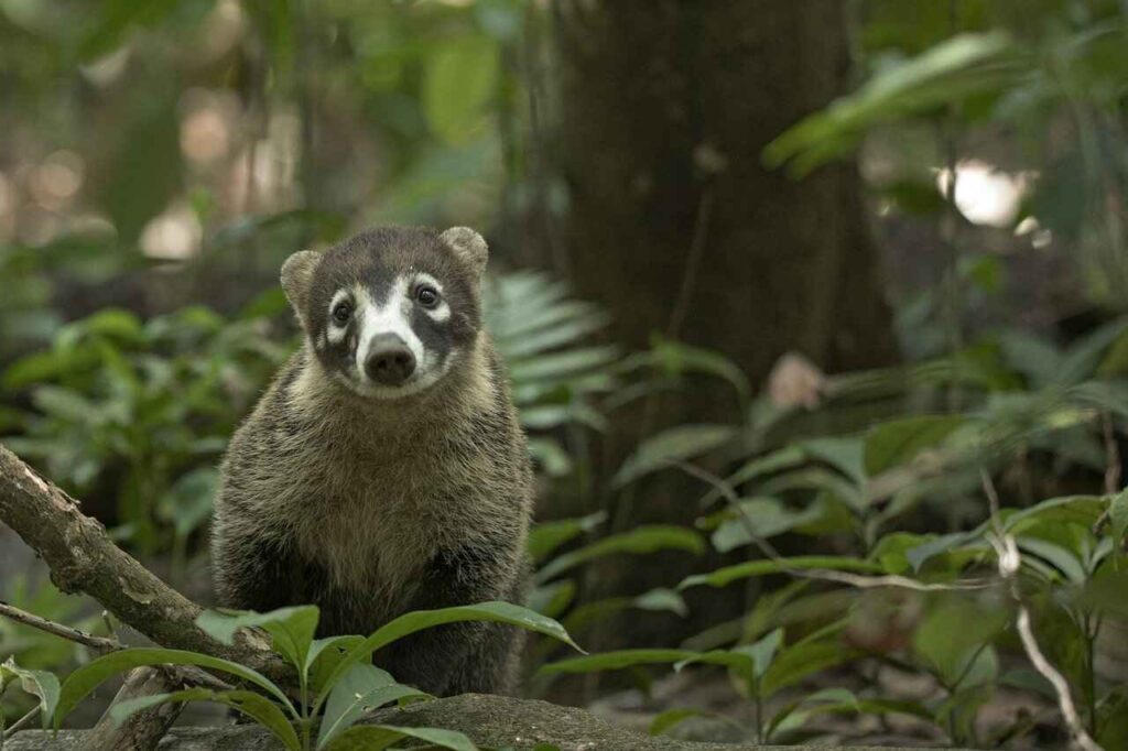 Coatí de nariz blanca