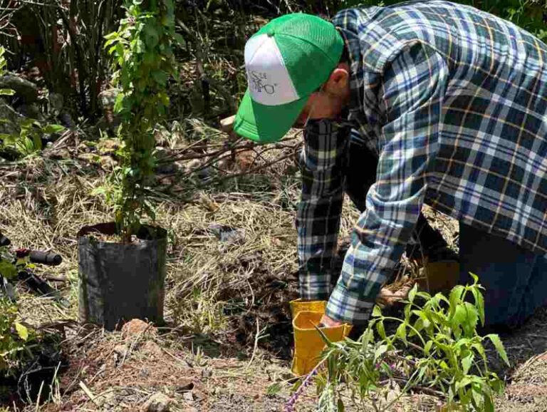 Aires de Campo se une a la reforestación de la Barranca de Tarango