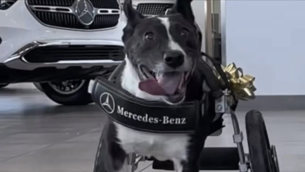 La silla de ruedas de Mercedes al perrito Bunny
