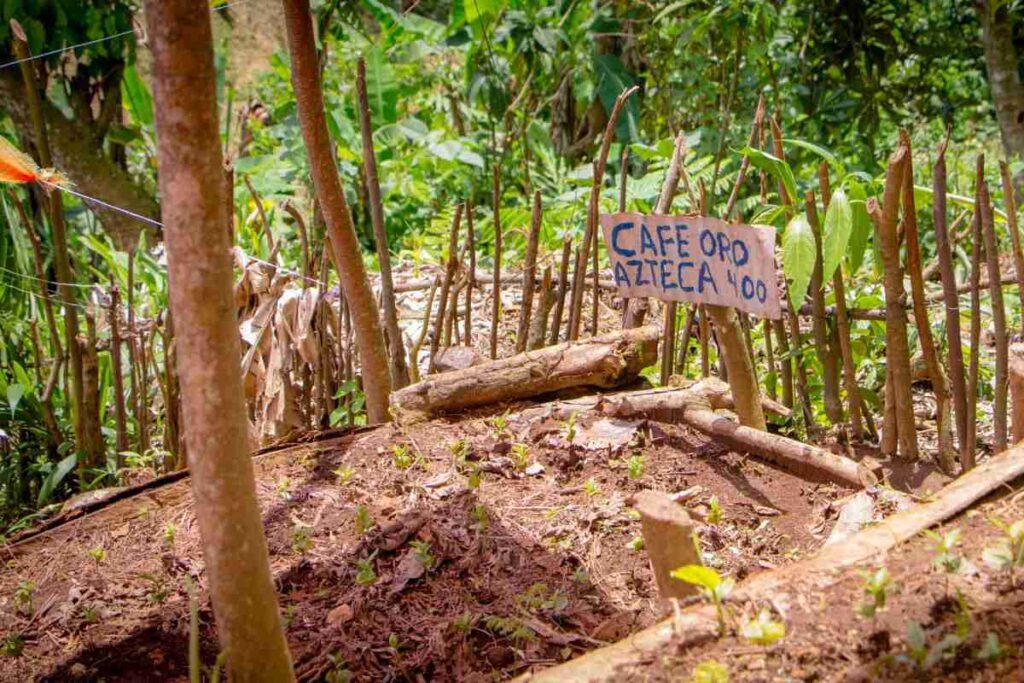 Plantación de café responsable