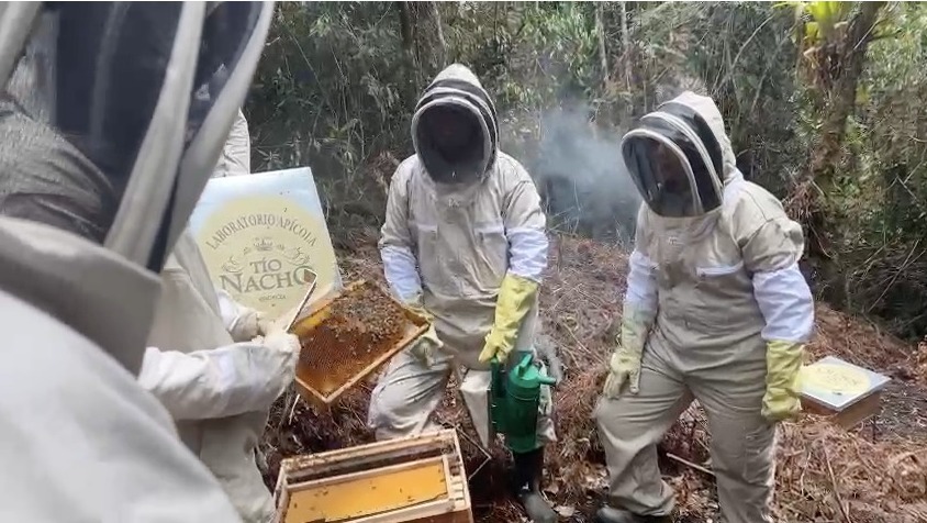 Protege Tío Nacho a más de un millón de abejas en favor del medio ambiente  en América Latina - ExpokNews