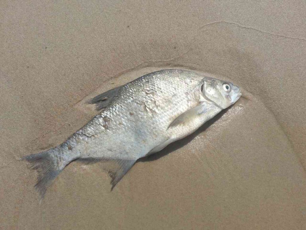 Contaminación en Yucatán es peligrosa