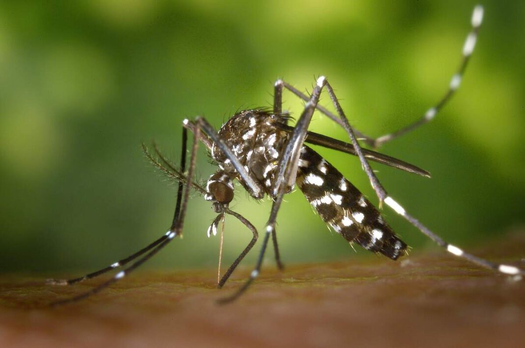 cambio climático y el dengue
