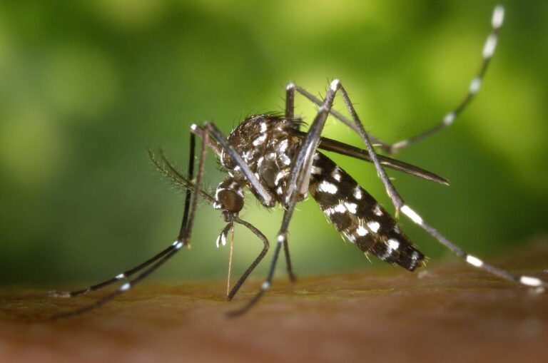 ¿Cómo se relaciona el cambio climático y el dengue?