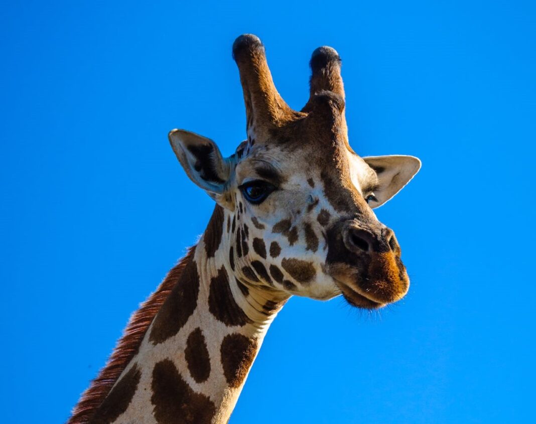 Benito se muda por cambio climático