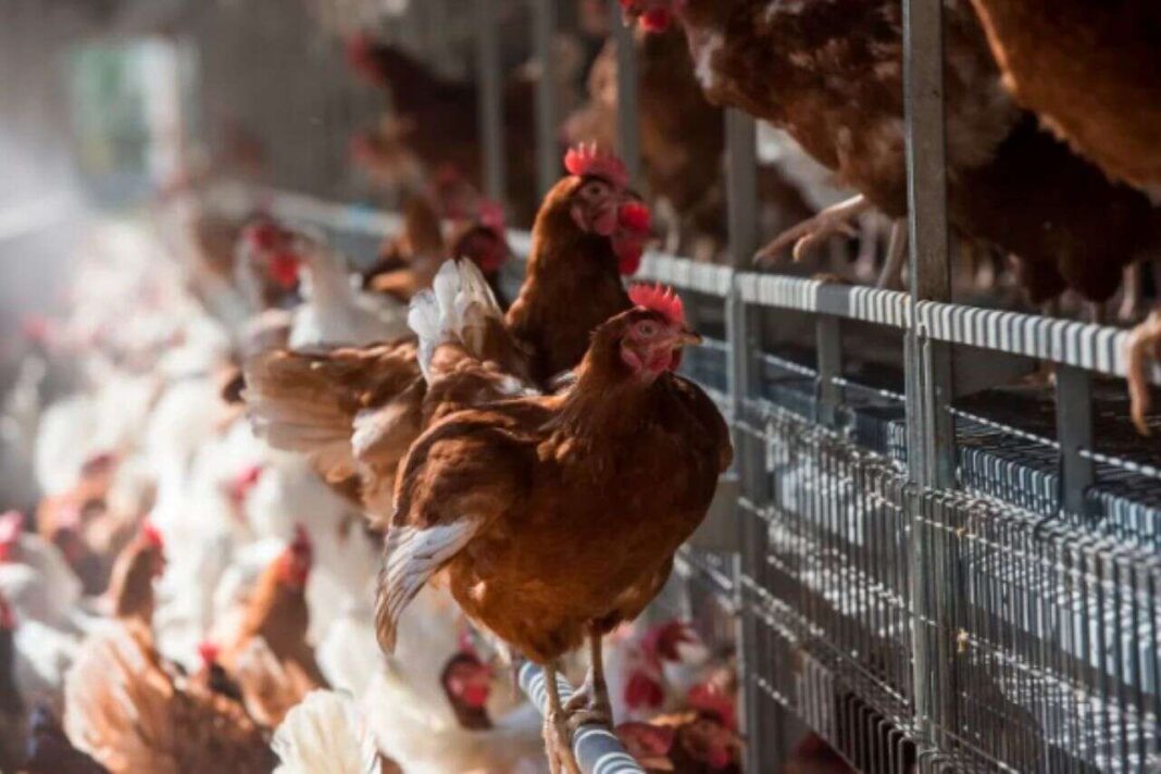 Bimbo avanza en su compromiso