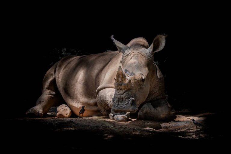 Caza furtiva mató casi 500 rinocerontes; ¿cómo afecta al planeta?