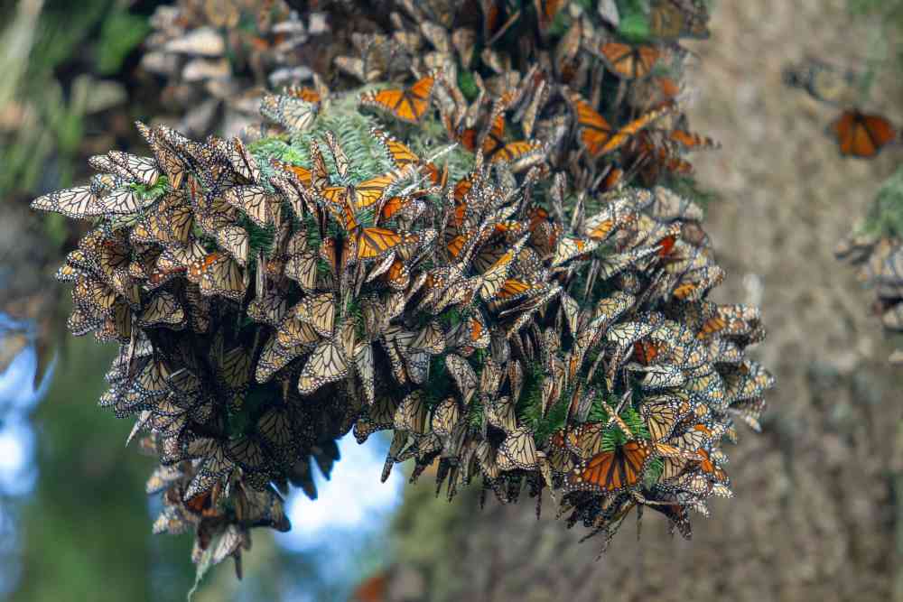 mariposa monarca_