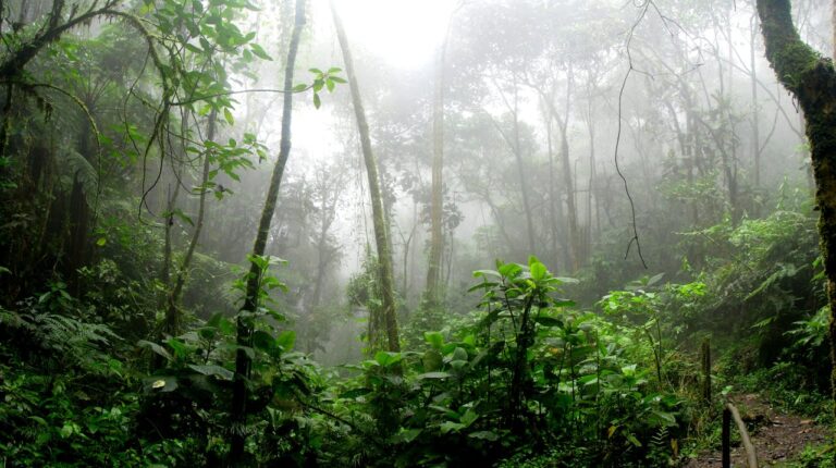 Así es como “Experiencias por el Clima” contribuye con la conservación de la Selva Lacandona