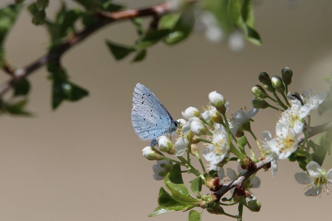 solución a la crisis de biodiversidad