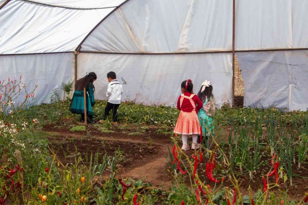 Huertos de traspatio en EDOMEX