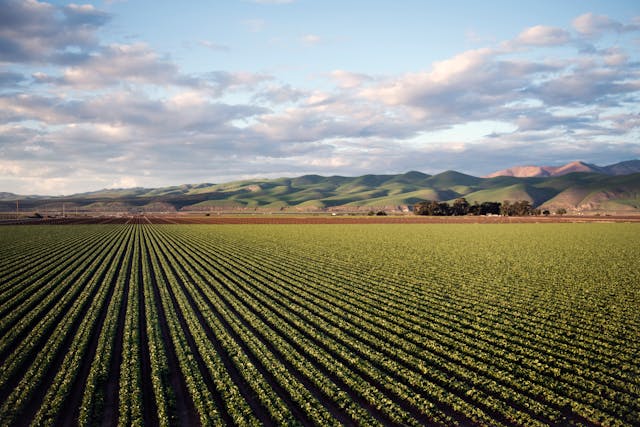 Agricultura regenerativa Unilever 
