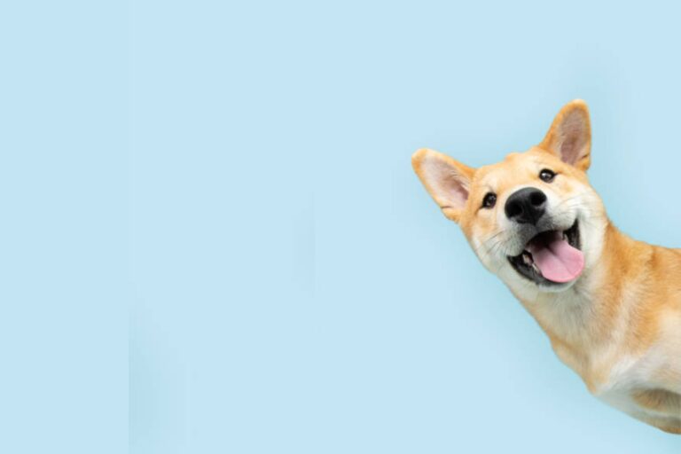 Mars anuncia su primer evento global de adopción, impulsando su iniciativa Pedigree GoodPoints