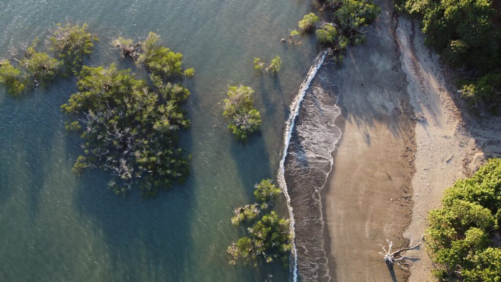 Mangrove Breakthrough