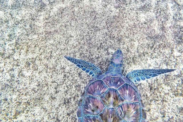 La Conferencia “OUR OCEAN” entrega USD 133.000 millones para una Acción Oceánica