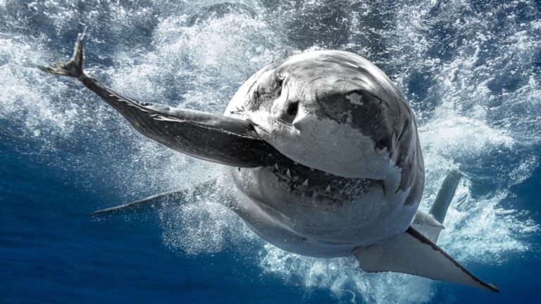 Xerox presenta Tiburones: los Reyes del Mar