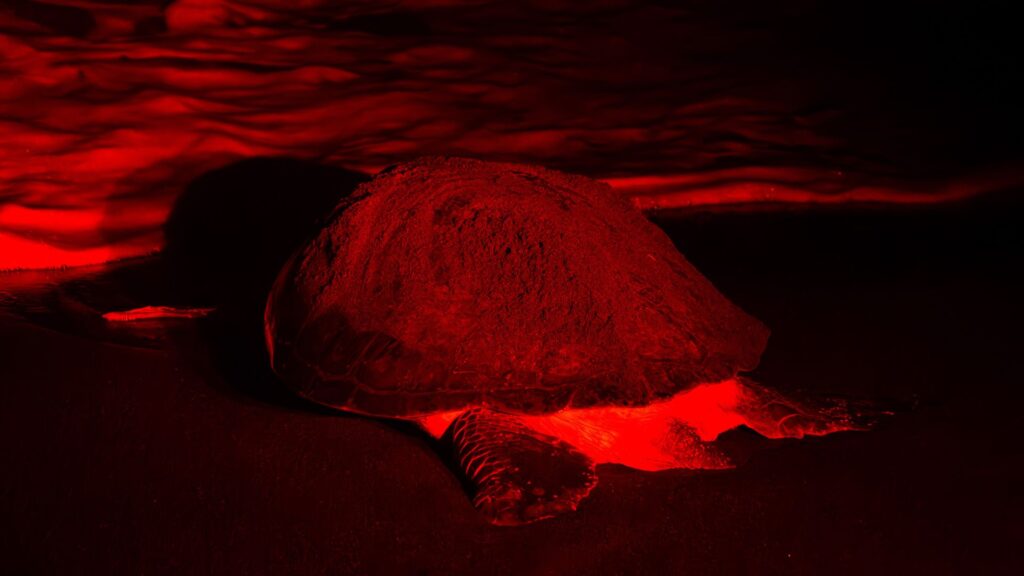 tortugas marinas en México