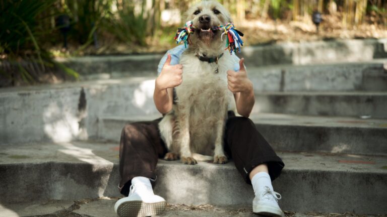 Uber lanza campaña para promover la adopción responsable de lomitos