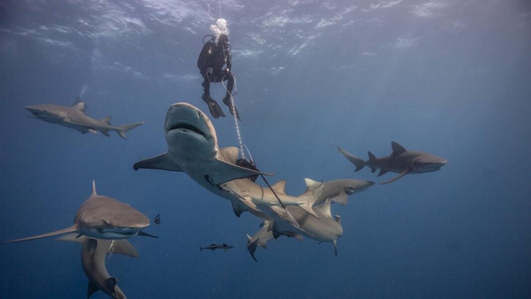 Los Tiburones También Tienen Miedo