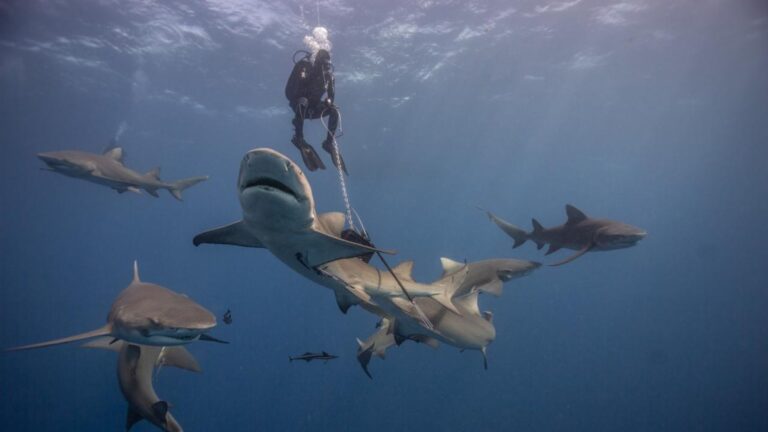 Gerardo del Villar, fotógrafo de tiburones, llega a San Luis Potosí para enseñar cómo transformar el miedo en un aliado