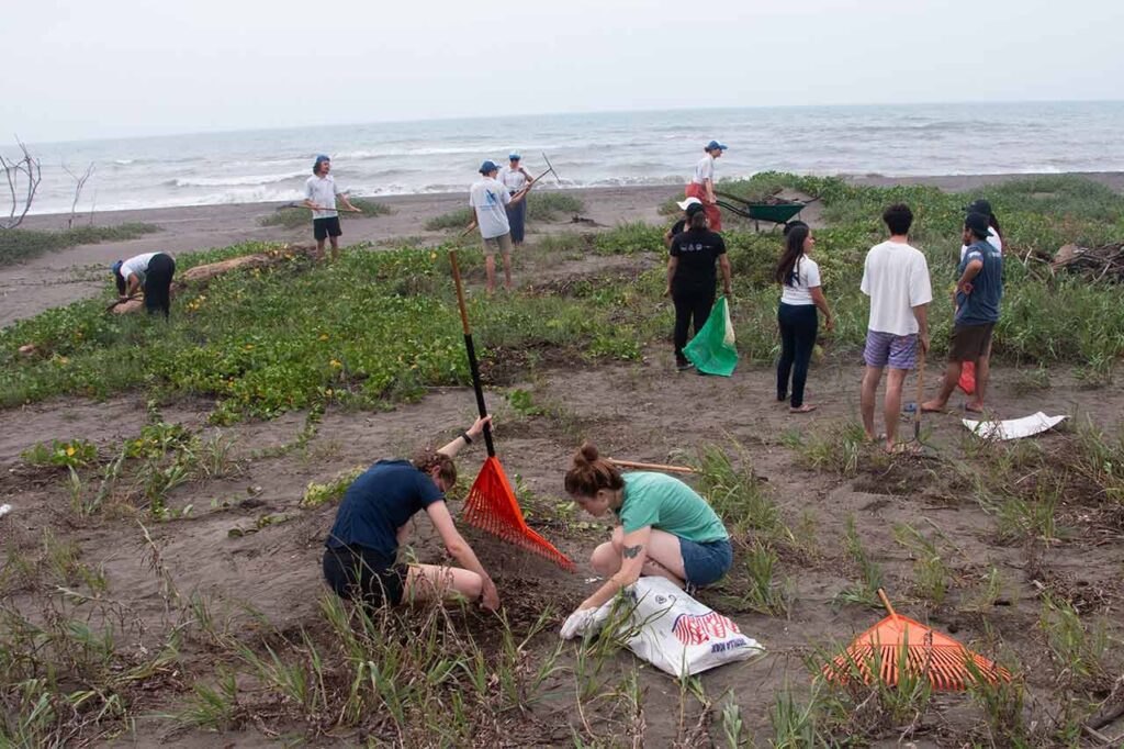 tortugas marinas en México