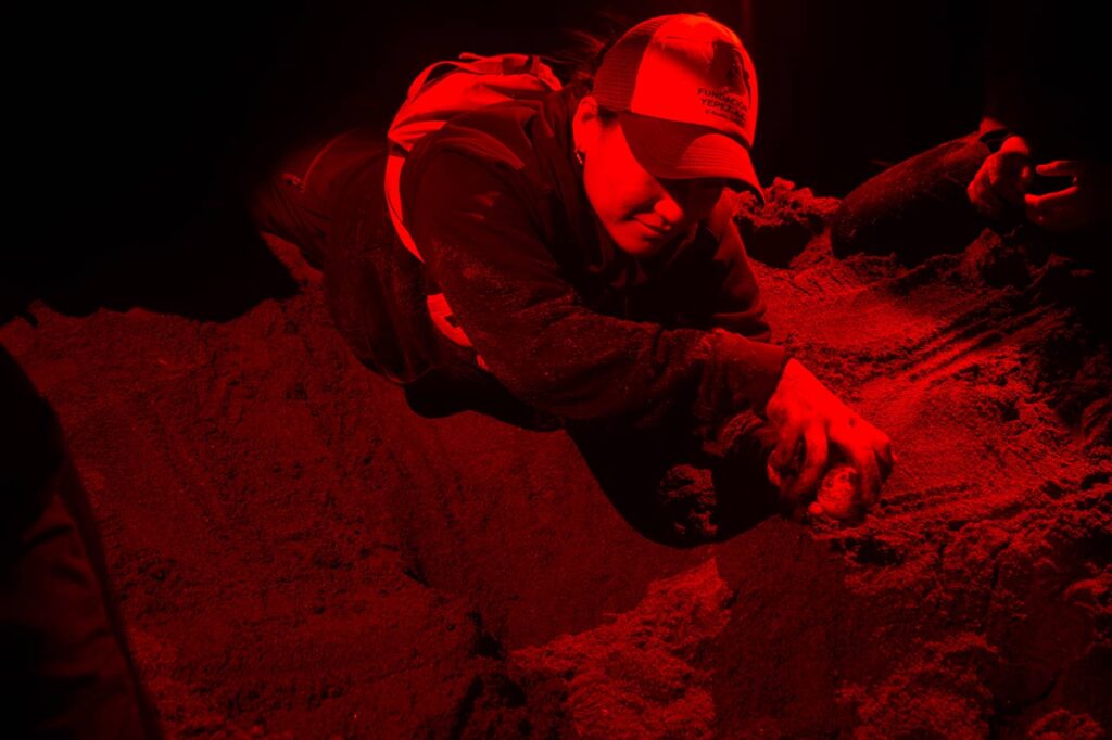 tortugas marinas en México