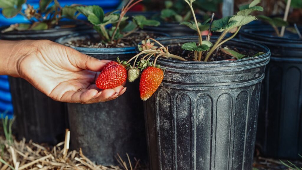ejemplos de economía social