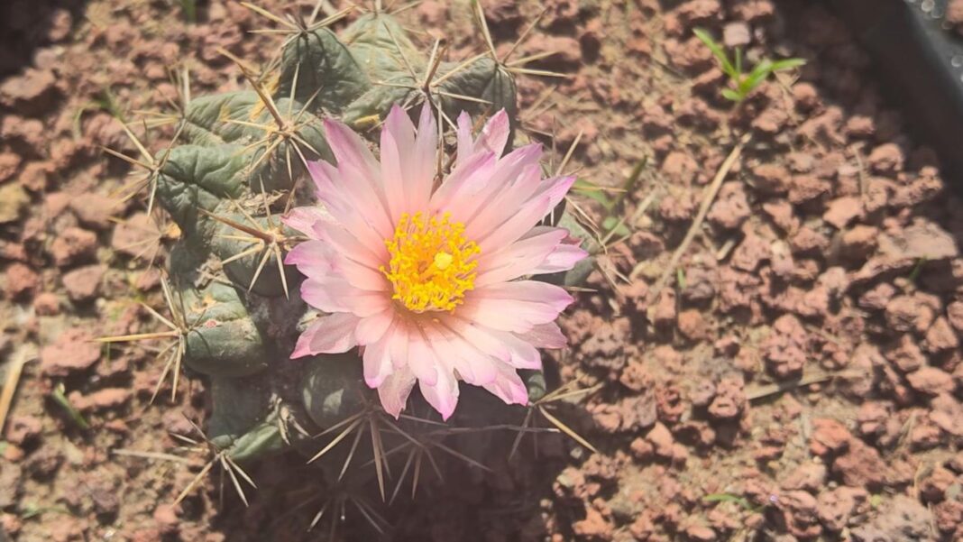 polinización manual